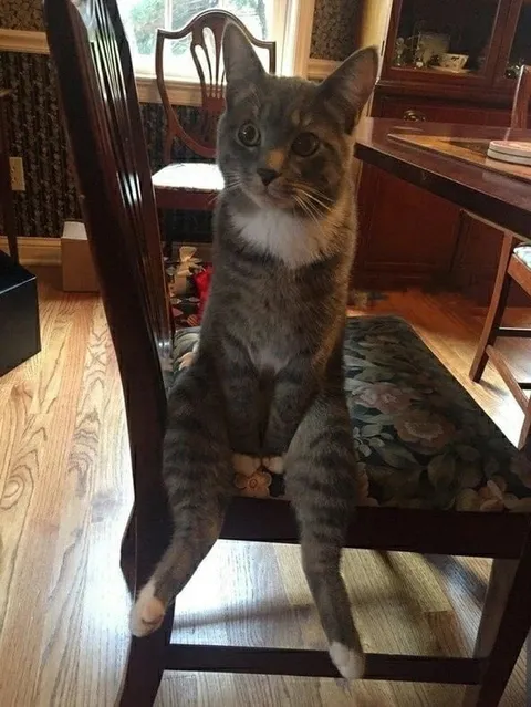 Кот сидит на стуле