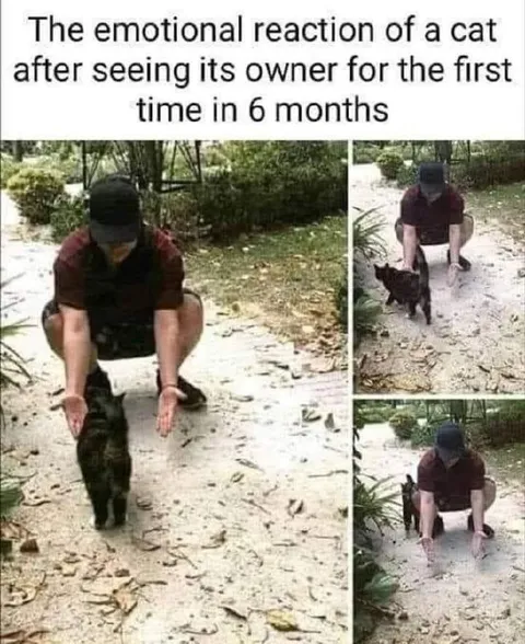 Cat Sees Owner After Six Months