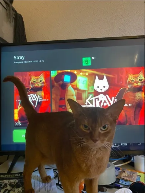 Cat Blocks Stray Game
