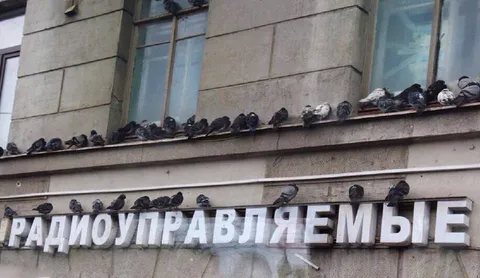 Радиоуправляемые голуби