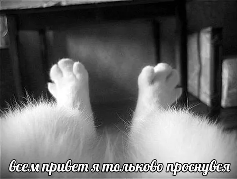 Кот только проснулся