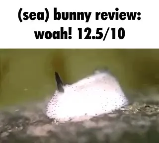 Sea Bunny Review 12.5/10