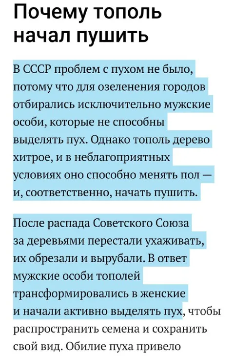 Почему тополь начал пушить