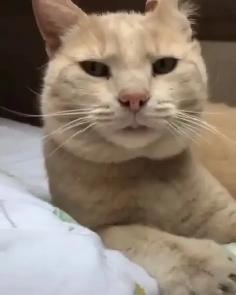 Кот с суровым выражением