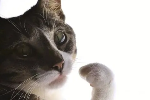 Кот с поднятой лапой