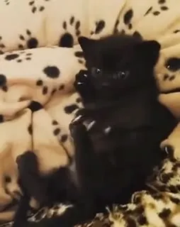 Котёнок внезапно нападает