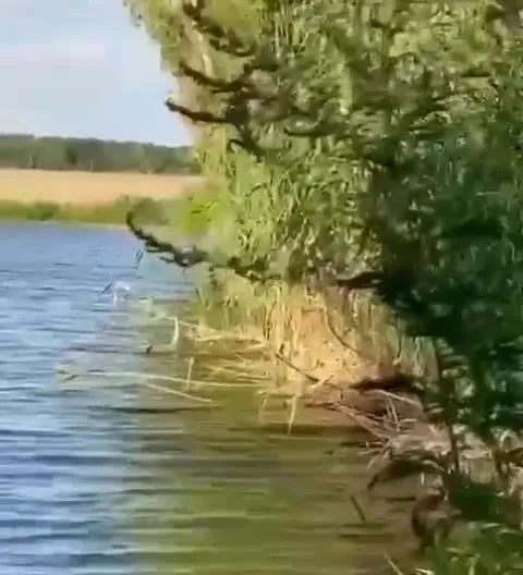 Машина ныряет в озеро
