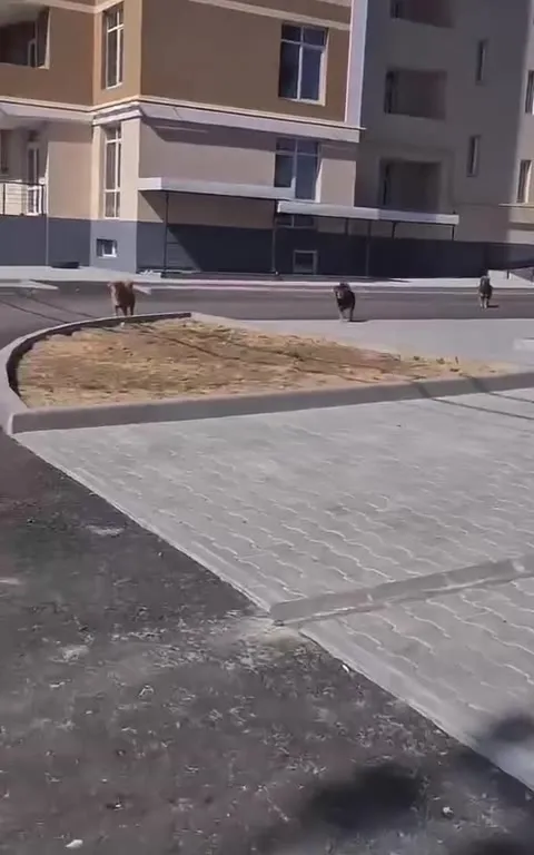 Стая собак во дворе