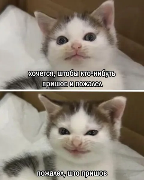 Котёнок хочет, чтобы пожалели