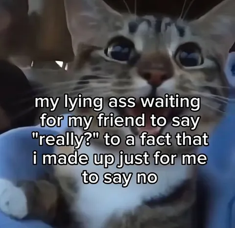 Cat Waiting to Say Really