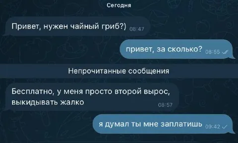 Чайный гриб бесплатно