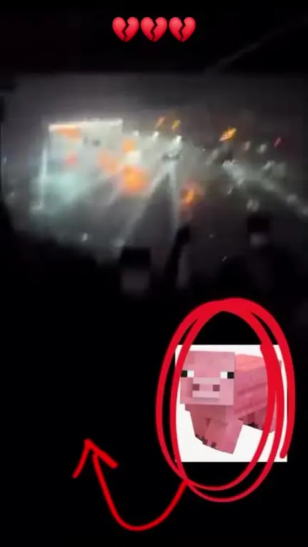 Свинья на концерте