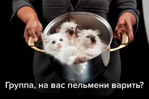 Группа, на вас пельмени варить?