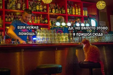 Кот пришёл вместо помощи