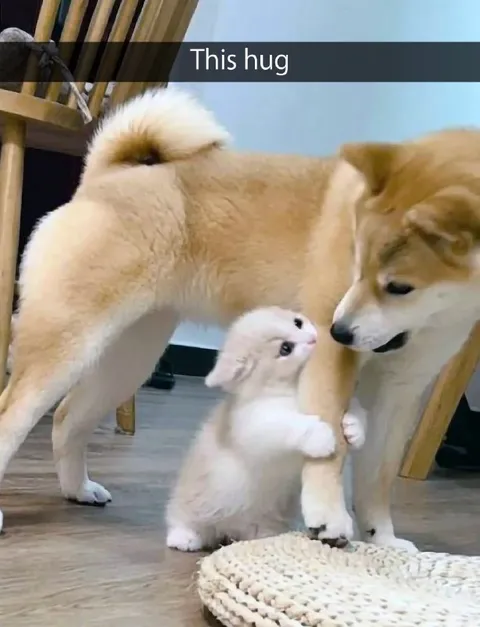 This Hug Between Dog and Kitten