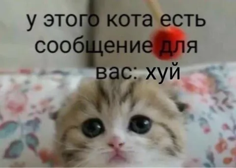 У этого кота есть сообщение
