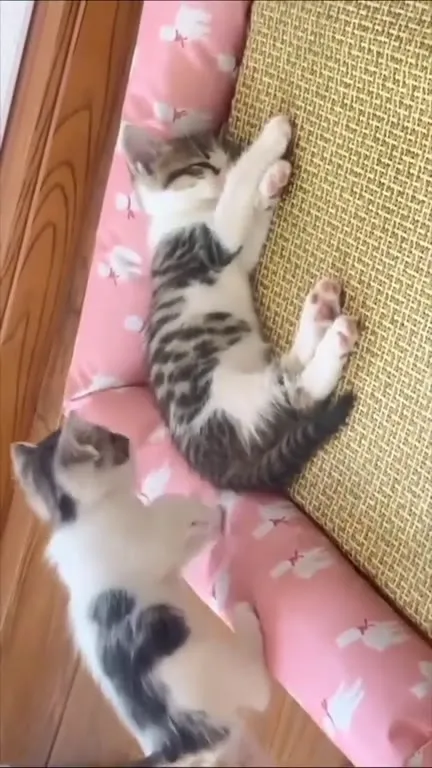Котята устроились спать в обнимку