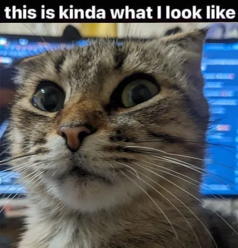 Cat Staring at the Screen
