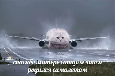 Кот родился самолётом