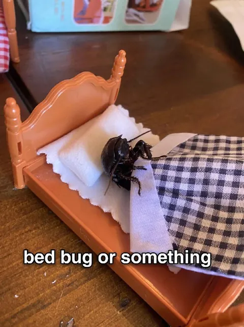 Bed Bug or Something