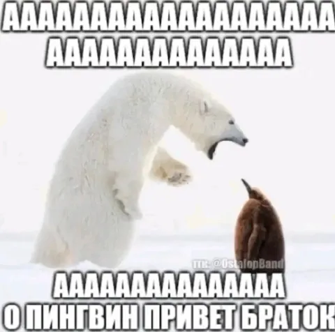 Белый медведь приветствует пингвина