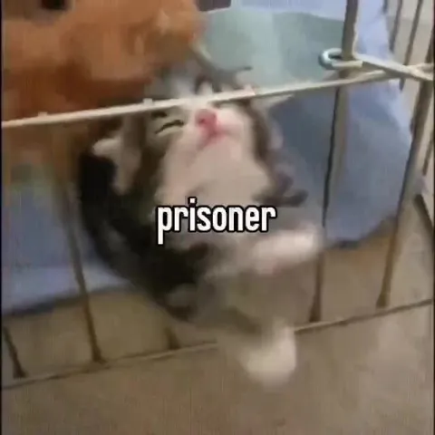 Kitten Prisoner Behind Bars