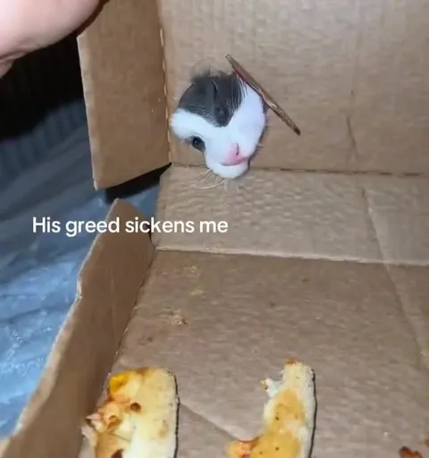 Cat’s Greed Sickens Me