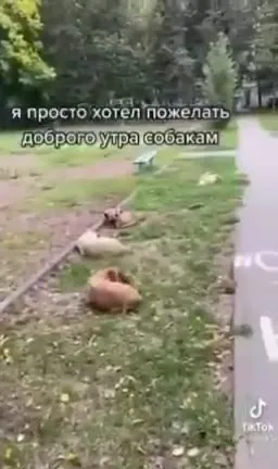 Пожелал доброго утра собакам