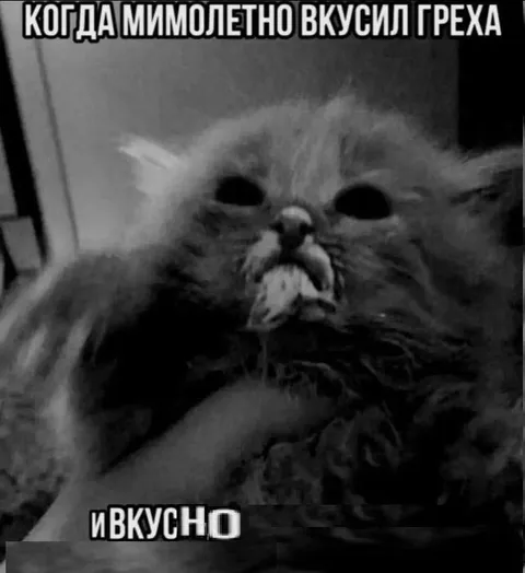 Кот, вкусивший греха