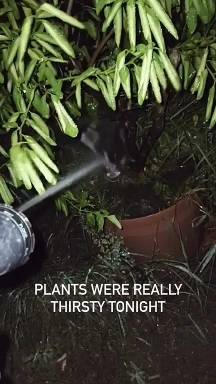 Plants Were Really Thirsty Tonight