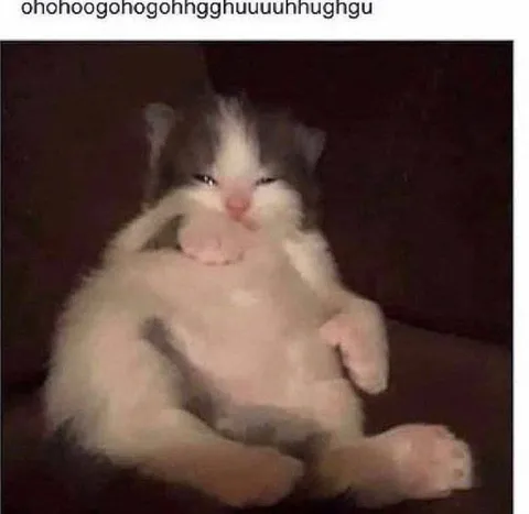 Laughing Cat With Tiny Arms