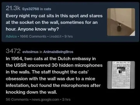 Cats Staring at Hidden Microphones