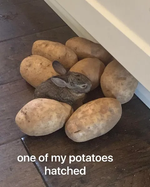 One of My Potatoes Hatched