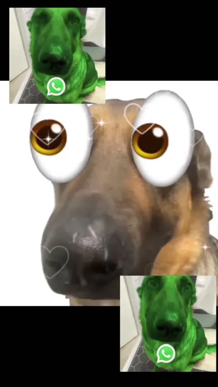 Влюблённый пёс и звонок в WhatsApp