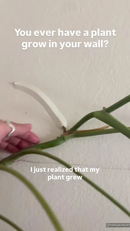 Plant Growing Through the Wall