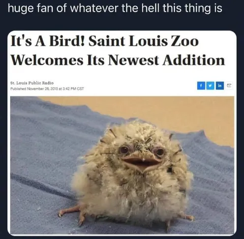 Whatever the Hell This Thing Is