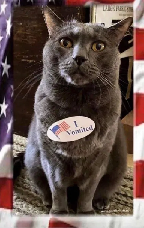 I Vomited Cat