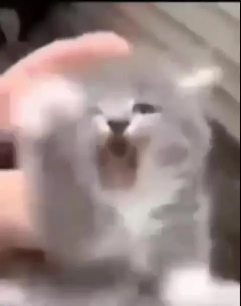 Кот превращается в Мао