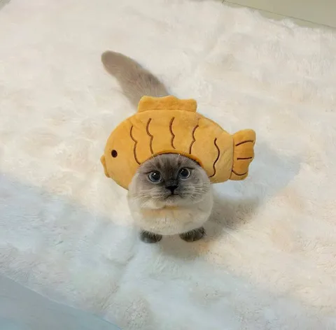 Котёнок в костюме рыбки