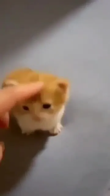 Котёнок знакомится с другом