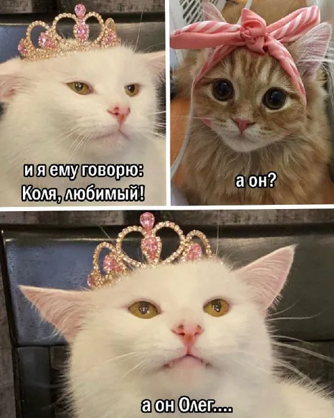 Коля, любимый — а он Олег