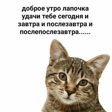 Доброе утро, лапочка