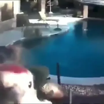 Курица танцует у бассейна