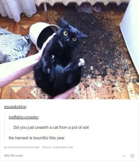The Cat Harvest Is Bountiful