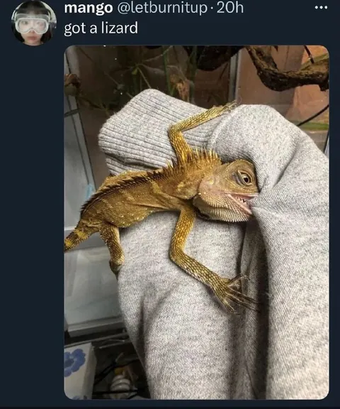 Got a Lizard