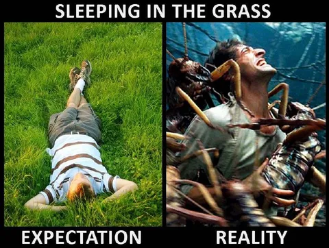 Sleeping in the Grass Expectation vs Reality