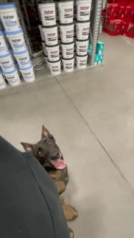 Average Day as a Malinois Owner