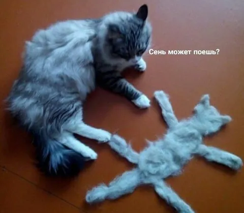 Кот предлагает поесть Сене