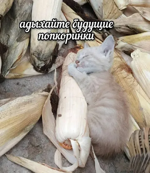 Будущие попкоринки отдыхают