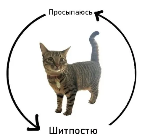 Просыпаюсь и шитпостю